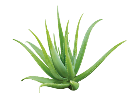 Aloe Vera dushigeel