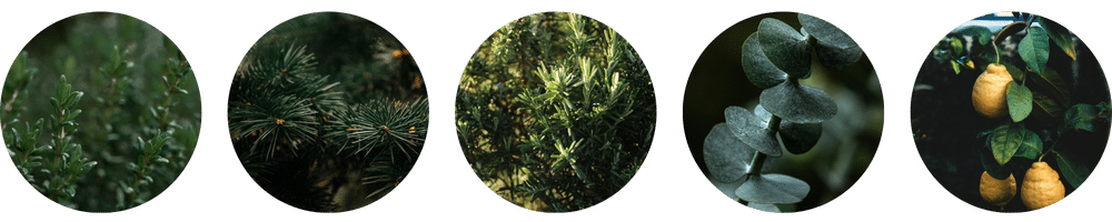 Swiss Nahrin tüümianikreem aktiivsed koostisosad tüümian, mägimänniõli, rosmariin, eukalüpt, sidruniõli.