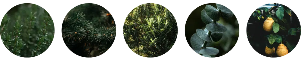 Swiss Nahrin tüümianikreem aktiivsed koostisosad tüümian mägimänniõli rosmariin eukalüpt sidruniõli - Nahrin Swiss Nahrin tüümianikreem aktiivsed koostisosad tüümian, mägimänniõli, rosmariin, eukalüpt, sidruniõli.