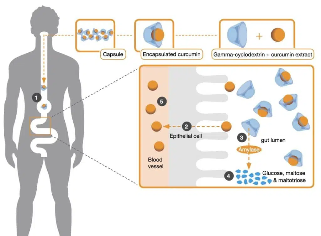 kurkumiini-imendumise-mehhanism - Nahrin Kurkumiini imendumise protsess