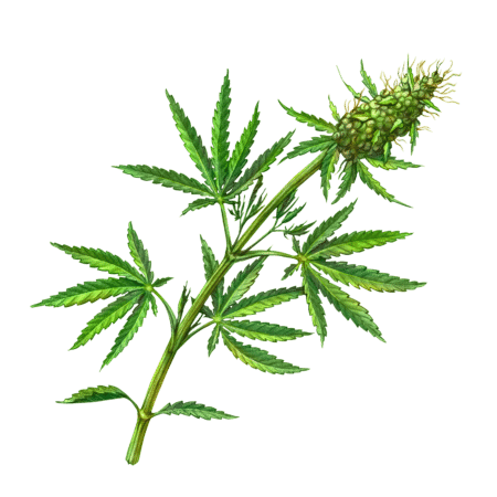 CBD
