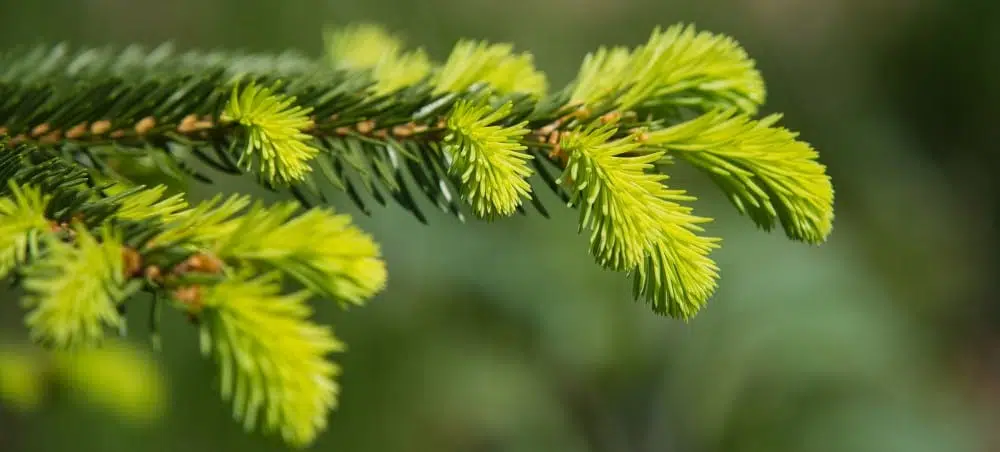 Köhasiirupid_kuusevõrsesiirup_meega