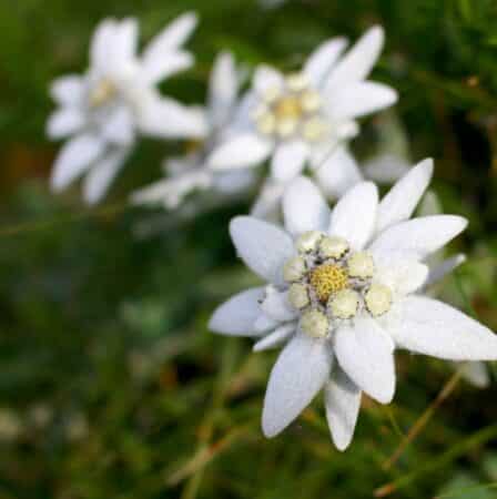 edelweiss kehakoorija