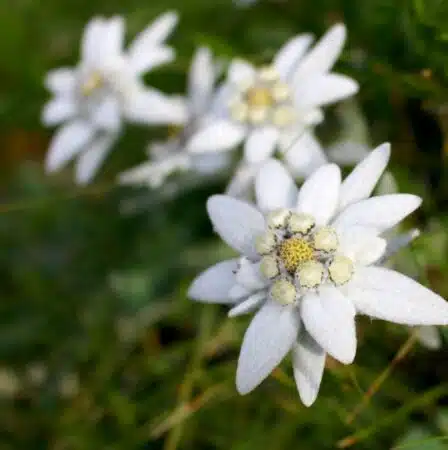 edelweiss kehakoorija